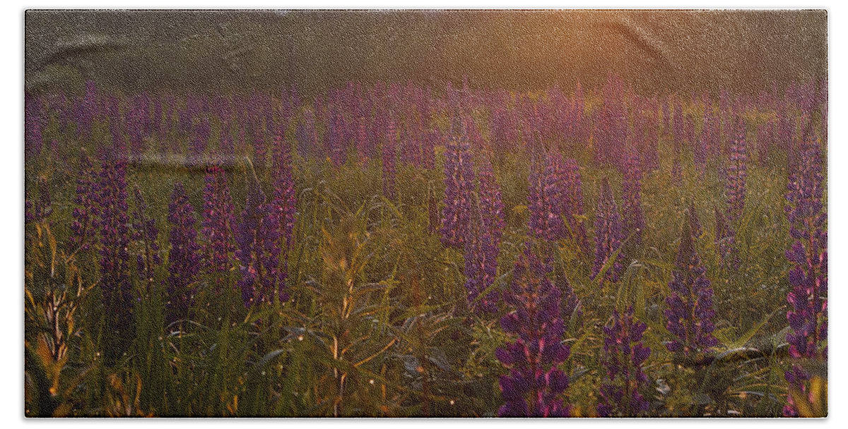 Sunrise Bath Towel featuring the photograph Sunrise Over a Field of Lupines #2 by John Vose