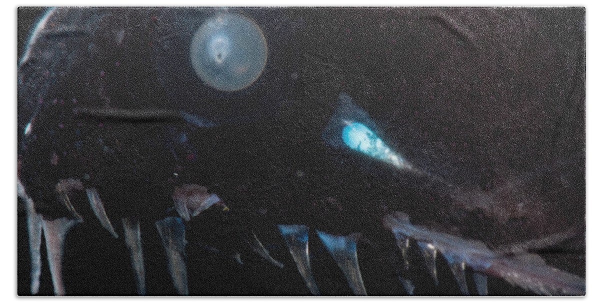 Threadfin Dragonfish Hand Towel featuring the photograph Threadfin Dragonfish Echiostoma Barbatum #2 by Dant Fenolio