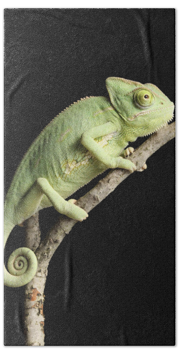 Chameleon Hand Towel featuring the photograph Veiled Chameleon On A Stick #2 by David Kenny