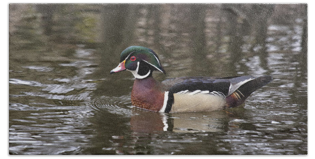Duck Bath Towel featuring the photograph Wood Duck #3 by Eunice Gibb