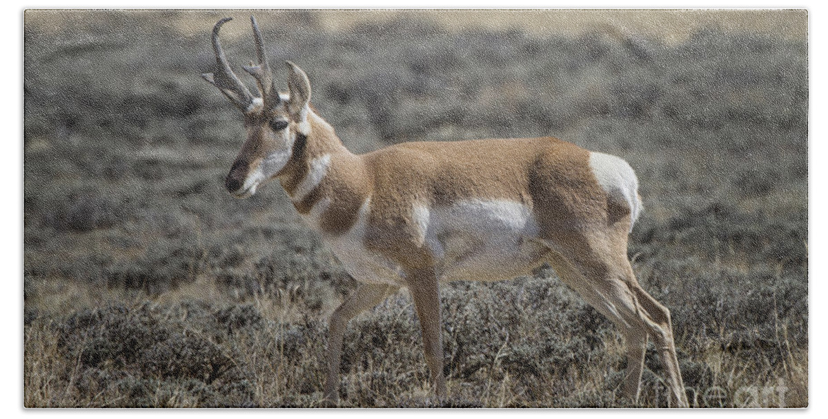 Nature Hand Towel featuring the photograph Wyoming Pronghorn #2 by Ronald Lutz
