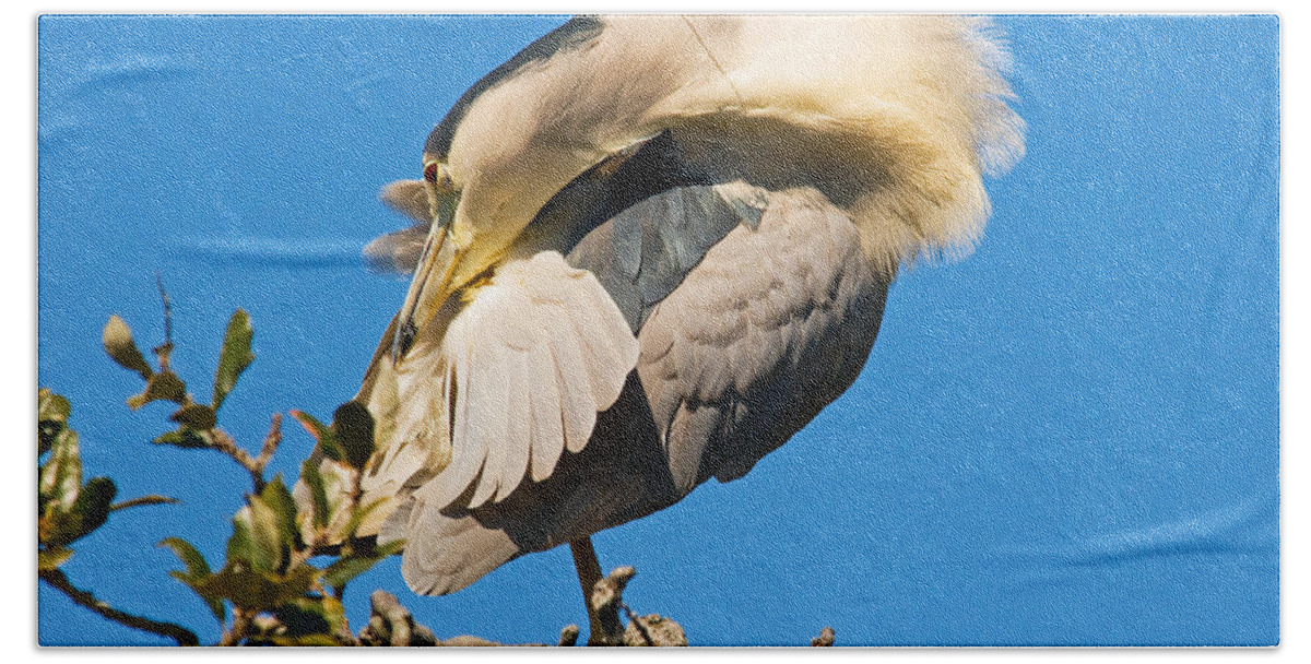 Nature Bath Towel featuring the photograph Black-crowned Night Heron #29 by Millard H. Sharp