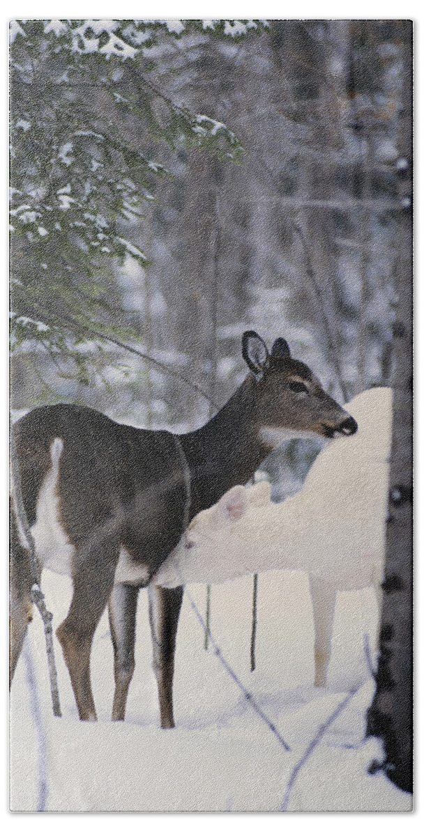 Nature Bath Towel featuring the photograph Albino And Normal White-tailed Deer by Thomas & Pat Leeson