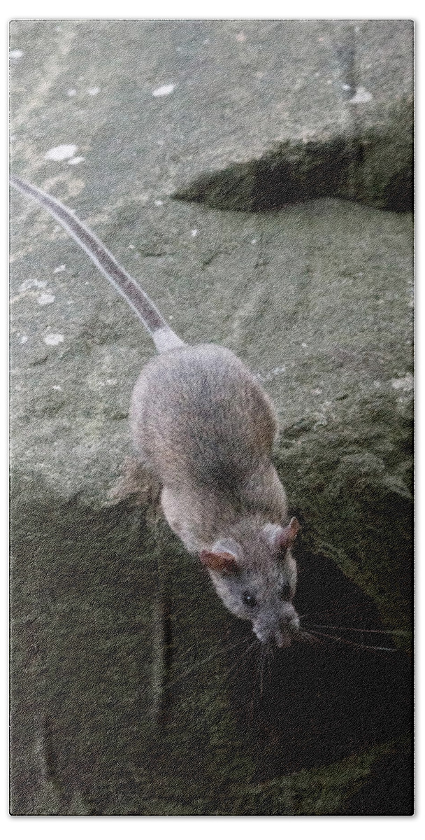 Allegheny Woodrat Bath Towel featuring the photograph Allegheny Woodrat Neotoma Magister by David Kenny