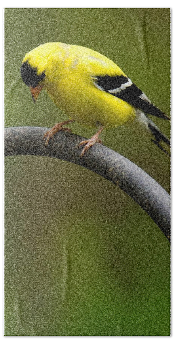 Goldfinch Bath Towel featuring the photograph American Goldfinch #3 by Robert L Jackson