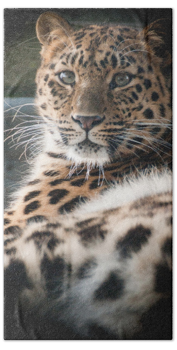 Animal Bath Towel featuring the photograph Amur Leopard #3 by Chris Boulton