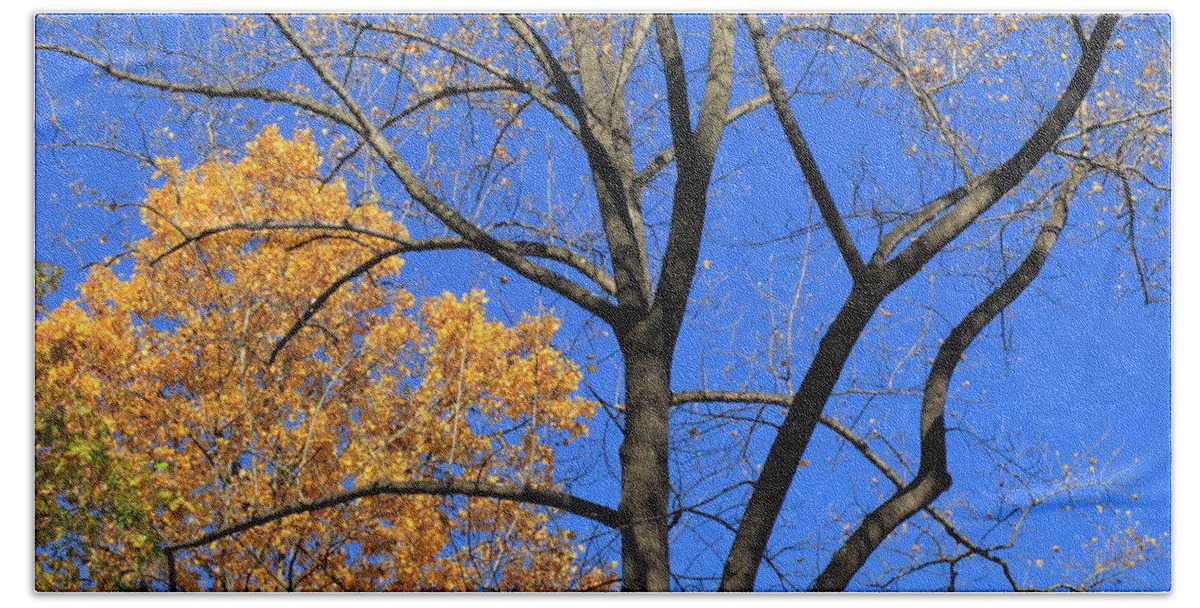 Art Bath Towel featuring the photograph Autumn Trees #1 by Frank Romeo