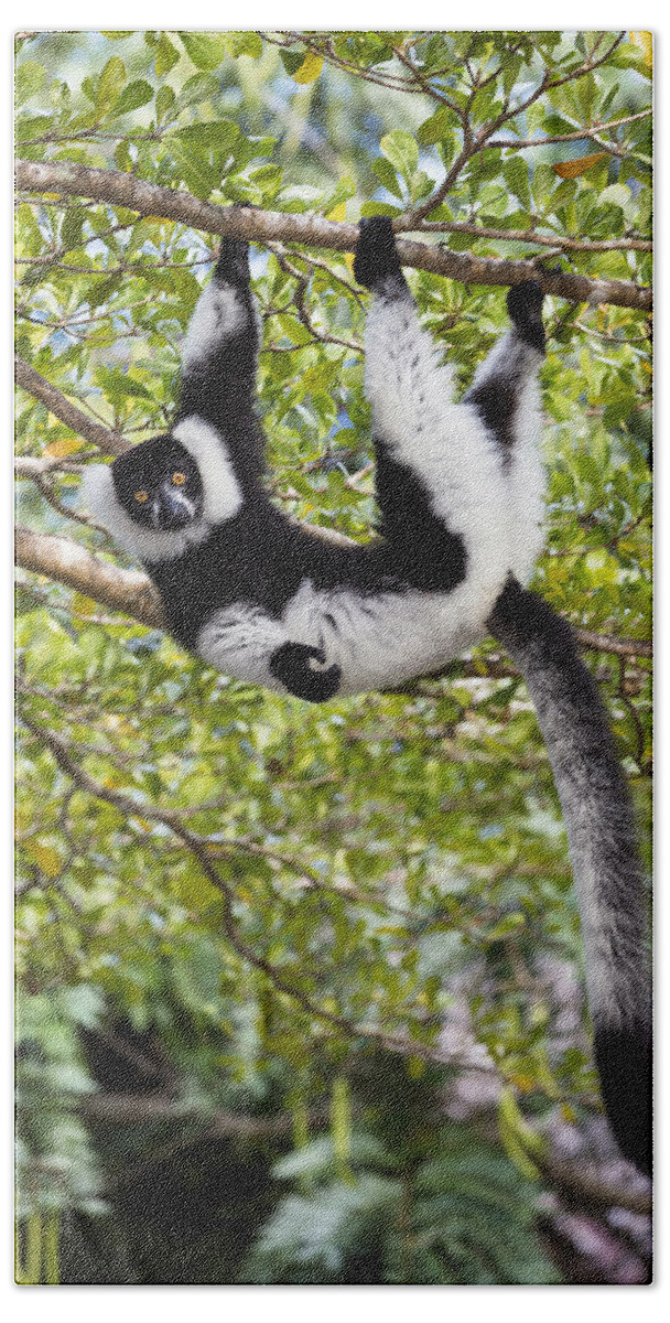 Feb0514 Bath Towel featuring the photograph Black And White Ruffed Lemur Madagascar #3 by Konrad Wothe