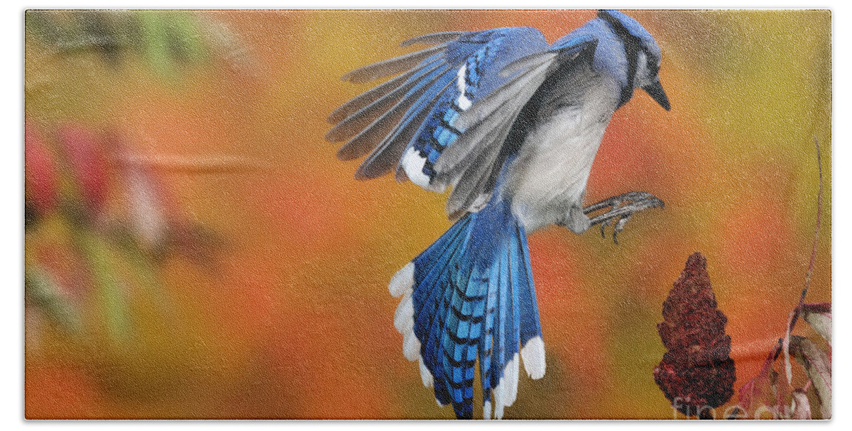 Blue Jay Bath Towel featuring the photograph Blue Jay #1 by Scott Linstead
