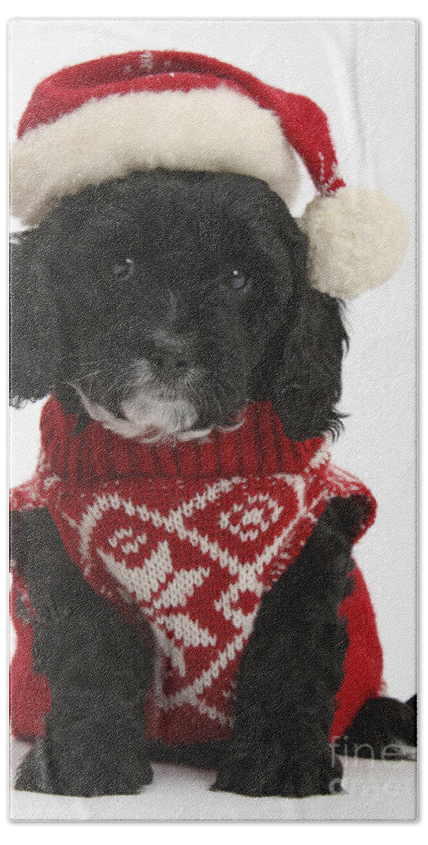 Black Cavapoo Pup Hand Towel featuring the photograph Cavapoo Puppy In Christmas Hat #3 by Mark Taylor