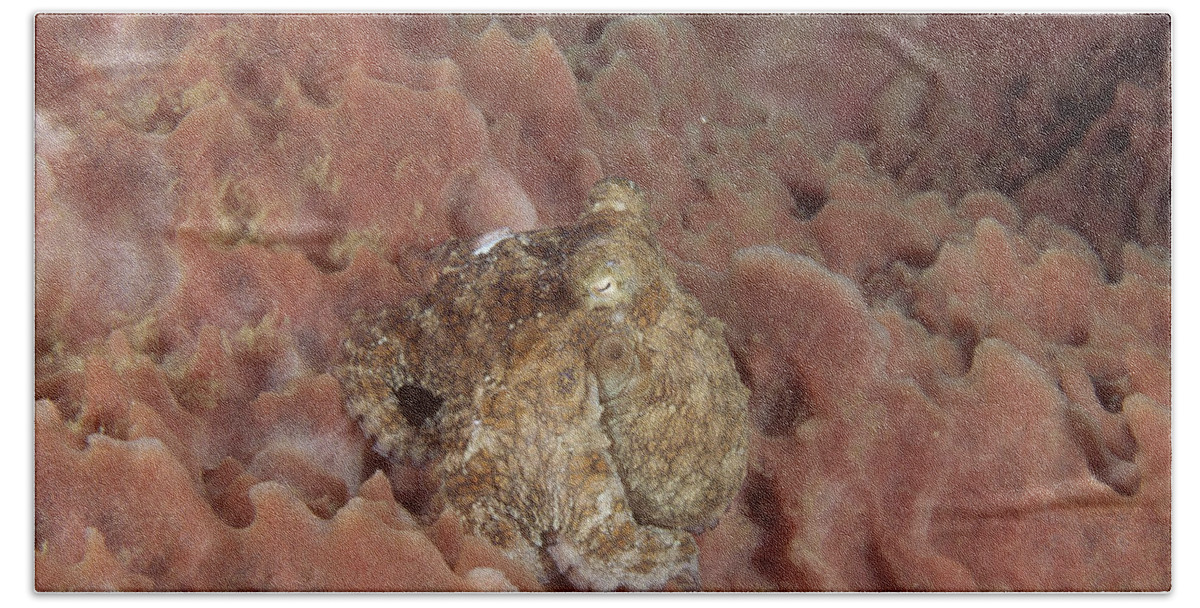 Common Octopus Bath Towel featuring the photograph Common Octopus #3 by Andrew J. Martinez