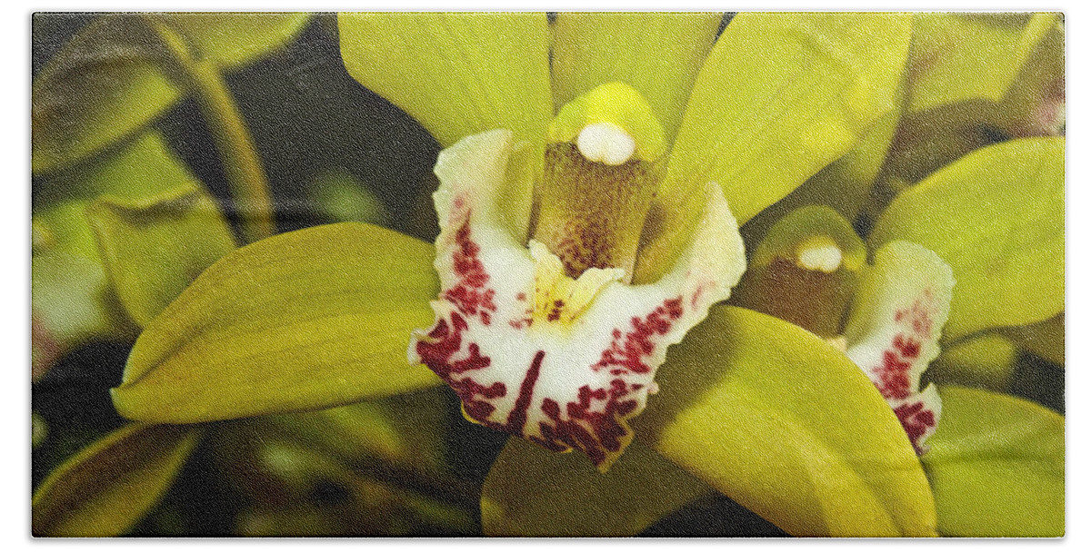 Cymbidium Orchid Hand Towel featuring the photograph Cymbidium orchid #6 by Howard Stapleton