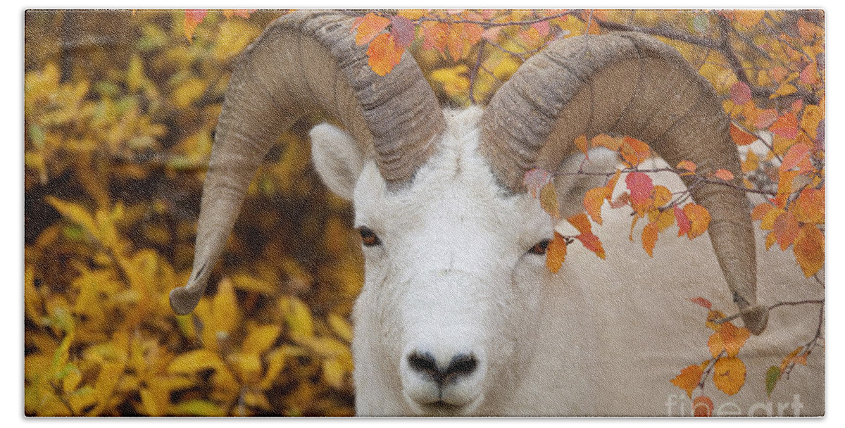 00440934 Bath Towel featuring the photograph Dalls Sheep Ram in Denali by Yva Momatiuk John Eastcott