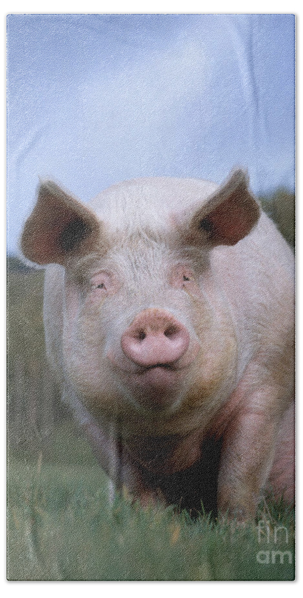 Pig Bath Towel featuring the photograph Domestic Pig #3 by Hans Reinhard