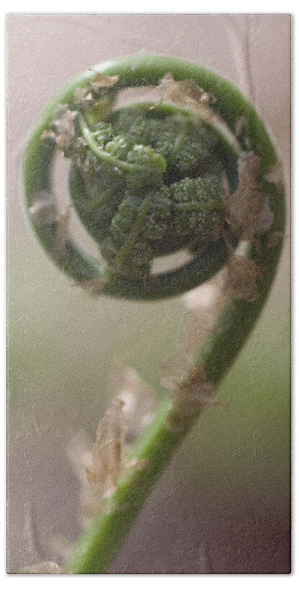 Curl Hand Towel featuring the photograph Fiddlehead #3 by Paul Whitten