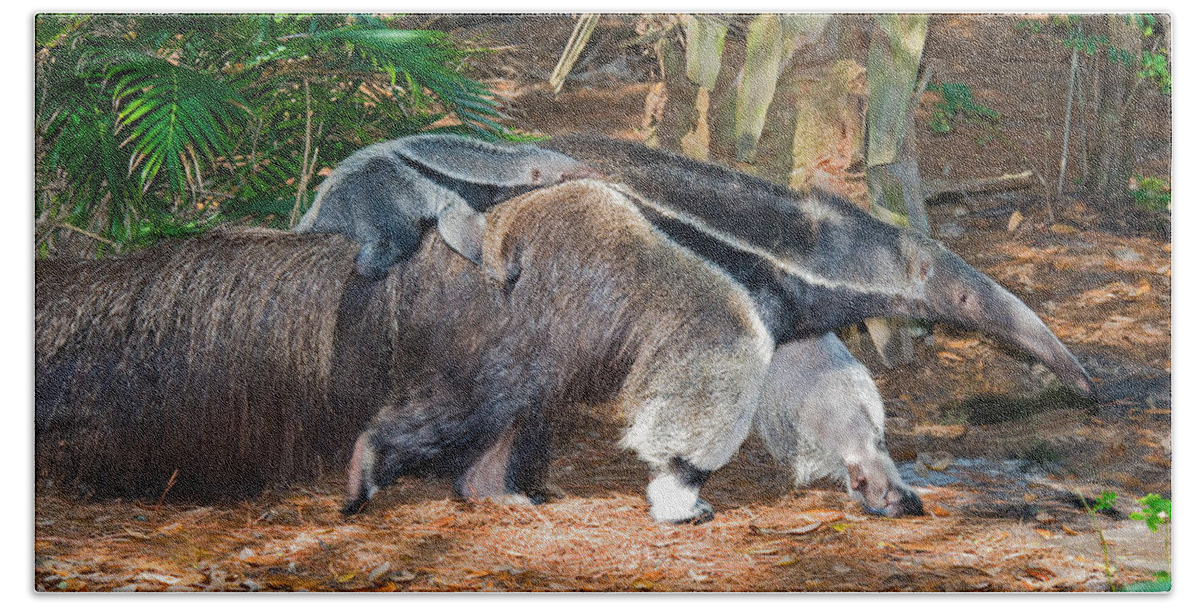 Nature Hand Towel featuring the photograph Giant Anteater Mother And Baby #3 by Millard H. Sharp