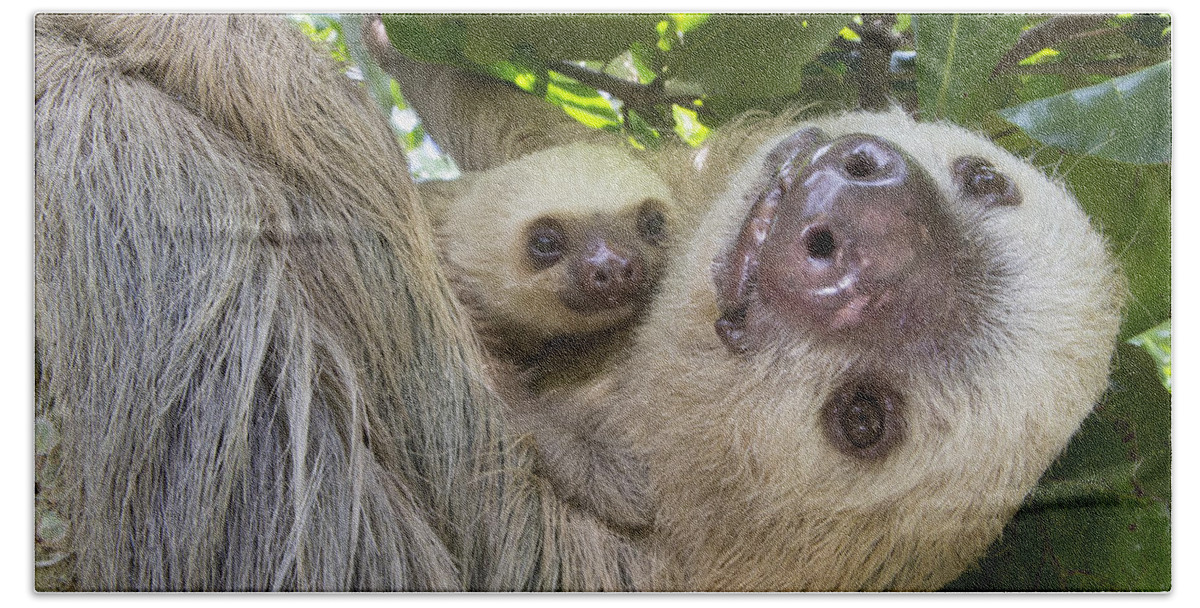 Suzi Eszterhas Bath Towel featuring the photograph Hoffmanns Two-toed Sloth And Old Baby #3 by Suzi Eszterhas