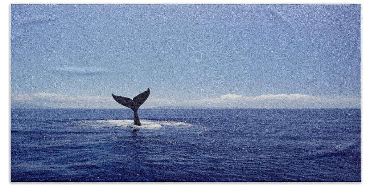 Feb0514 Bath Towel featuring the photograph Humpback Whale Tail Lob Maui Hawaii #3 by Flip Nicklin