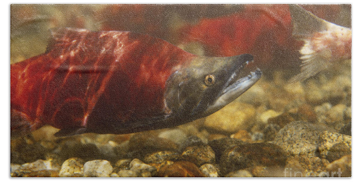 Kokanee Salmon Bath Towel featuring the photograph Kokanee Salmon by William H. Mullins