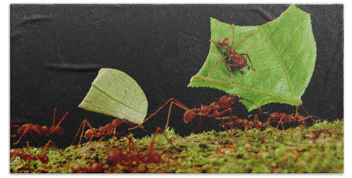 Feb0514 Bath Towel featuring the photograph Leafcutter Ants Carrying Leaves French #3 by Mark Moffett