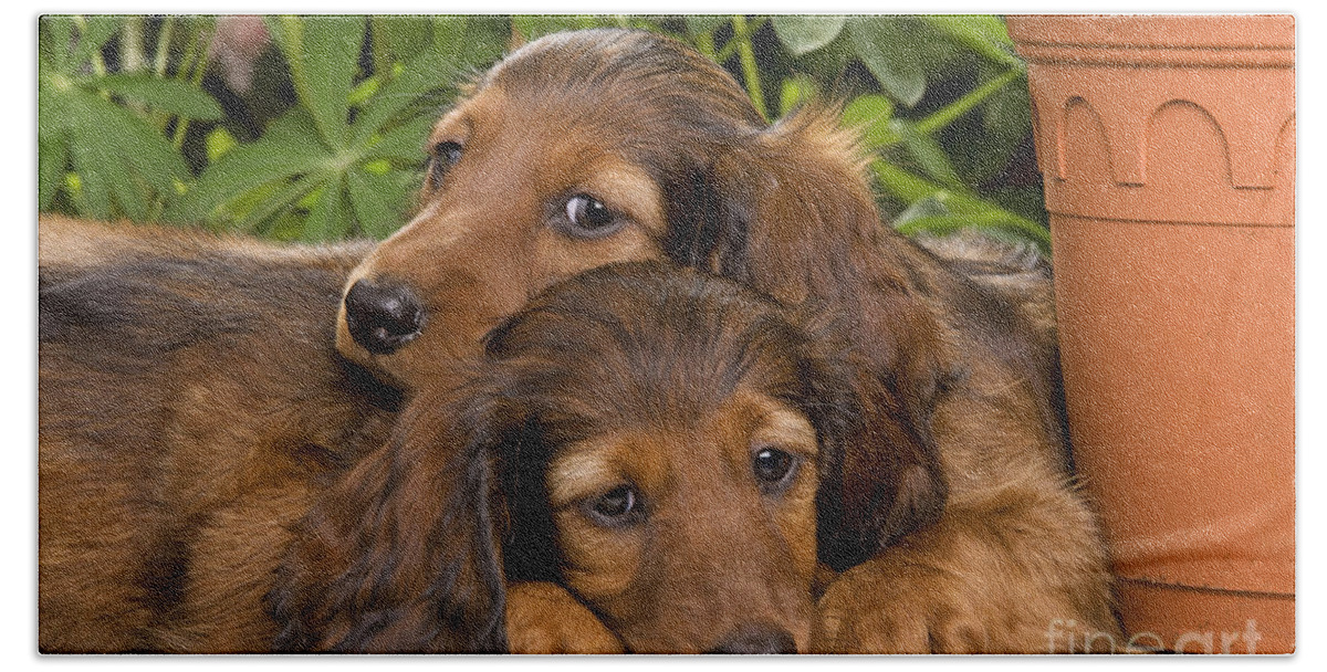 Dachshund Bath Towel featuring the photograph Long-haired Dachshunds by Jean-Michel Labat
