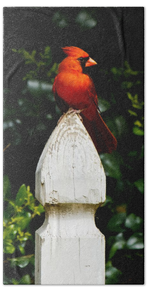 Male Cardinal Hand Towel featuring the photograph Male Cardinal #3 by Robert L Jackson