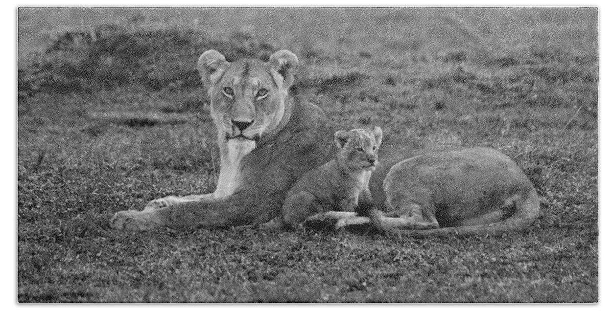 Lion Bath Towel featuring the photograph Mama's Little Baby #3 by Michele Burgess