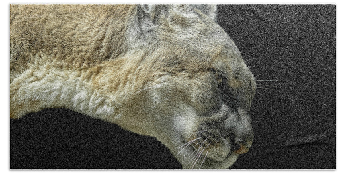 Mountain Lion Hand Towel featuring the photograph Mountain Lion #4 by Ernest Echols