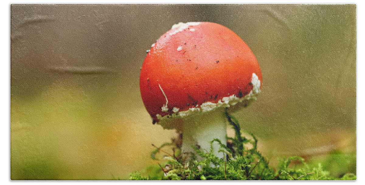 Fungus Bath Sheet featuring the photograph Mushroom #3 by Heike Hultsch