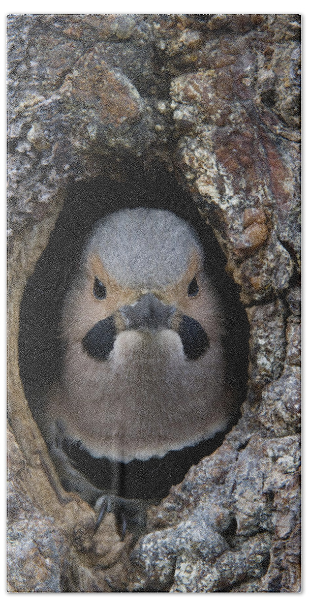 Michael Quinton Bath Towel featuring the photograph Northern Flicker In Nest Cavity Alaska #3 by Michael Quinton