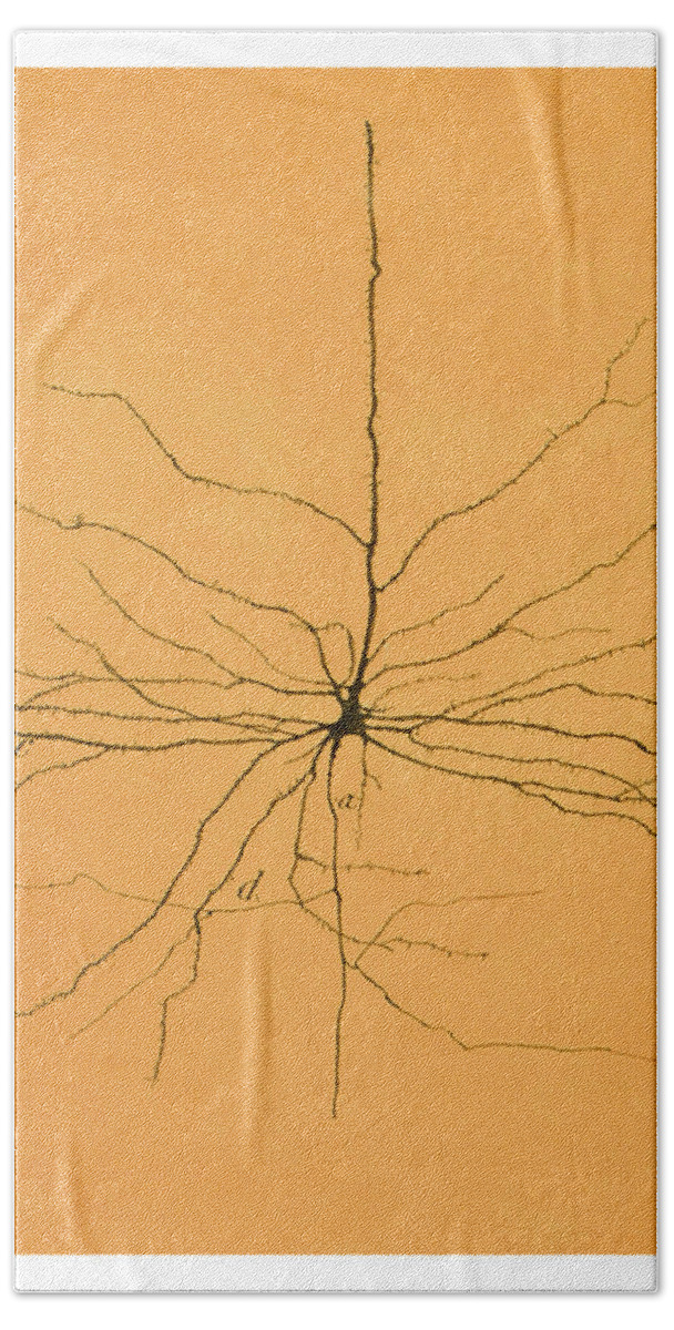 Pyramidal Cell Bath Towel featuring the photograph Pyramidal Cell In Cerebral Cortex, Cajal #4 by Science Source