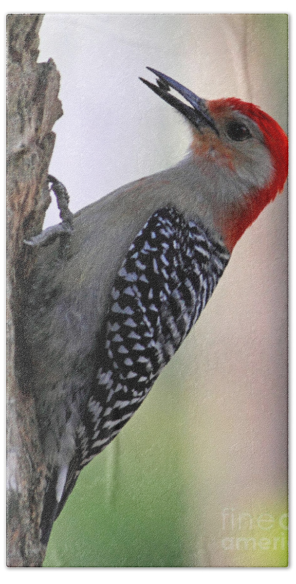 Red-bellied Woodpecker Bath Towel featuring the photograph Red Bellied Woodpecker #1 by Meg Rousher