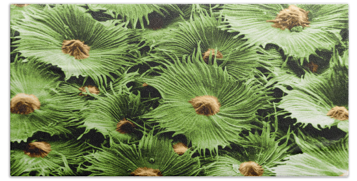 Science Bath Towel featuring the photograph Russian Silverberry Leaf Sem #3 by Asa Thoresen