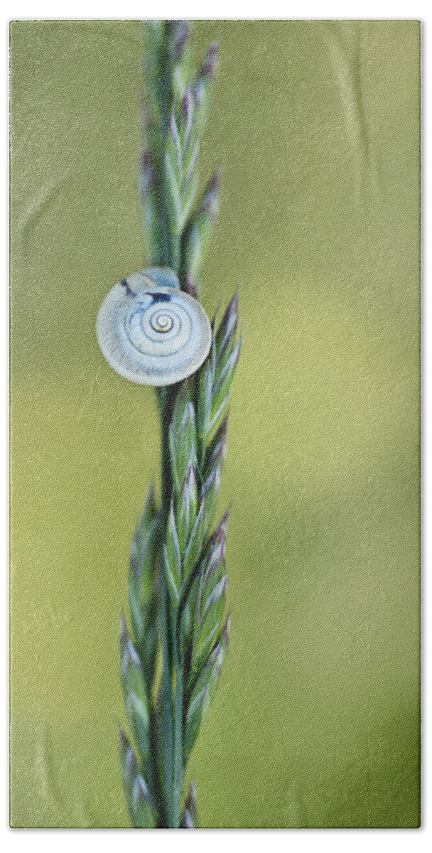 Snail Bath Towel featuring the photograph Snail on Grass #3 by Nailia Schwarz