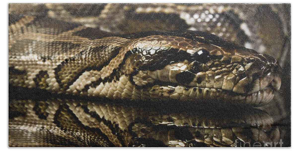 Snake Bath Towel featuring the photograph Snake #3 by Gunnar Orn Arnason
