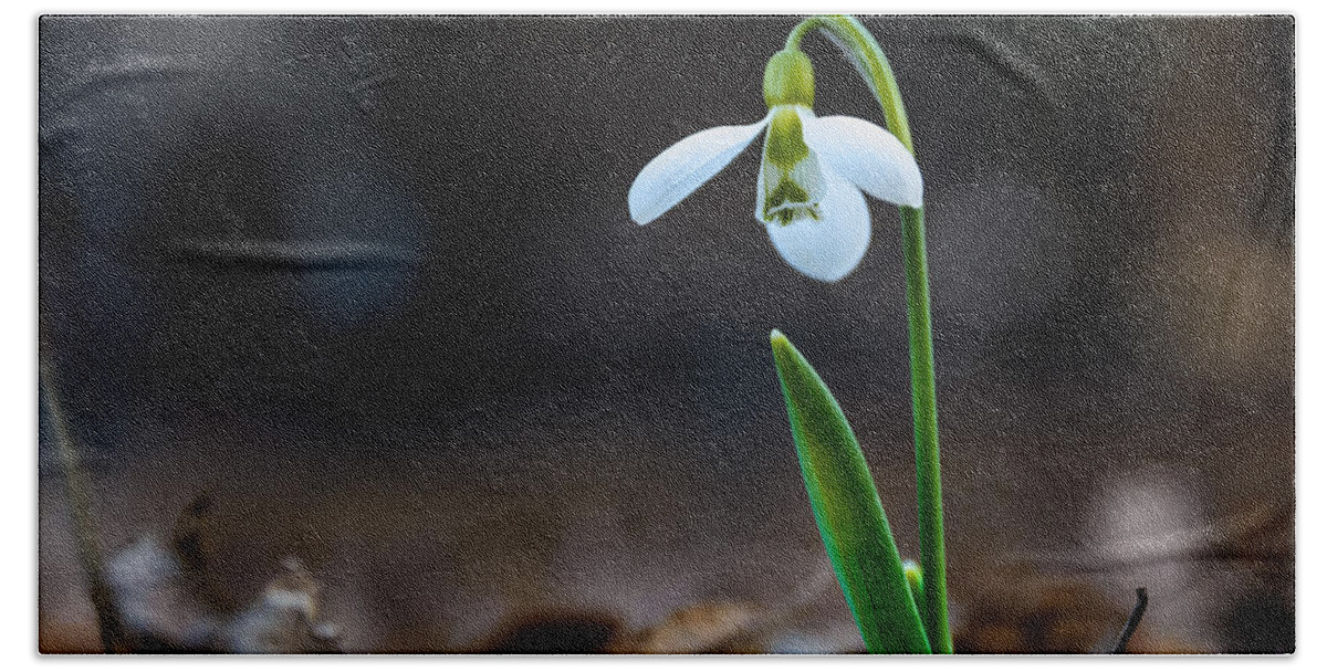 Colors Hand Towel featuring the photograph Snowdrop flower #3 by Michael Goyberg