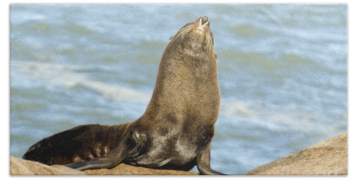 Animal Bath Towel featuring the photograph Southern Sea Lion #3 by William H. Mullins