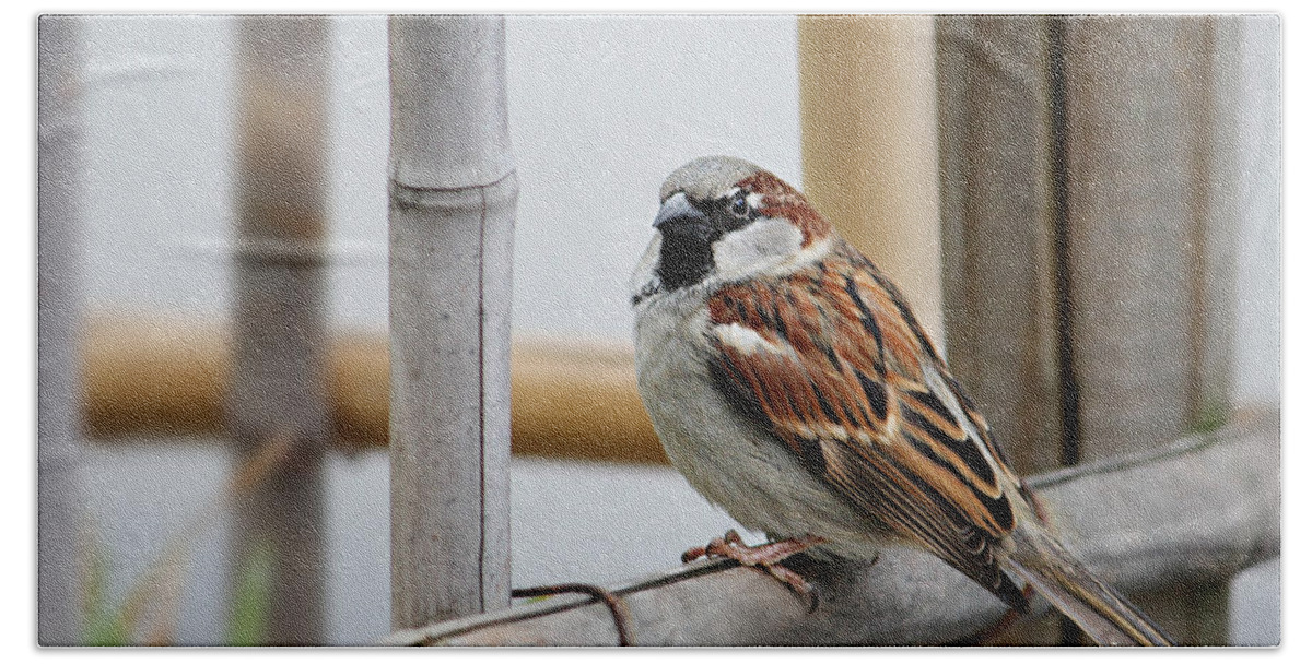 Nature Hand Towel featuring the photograph Sparrow #3 by Heike Hultsch