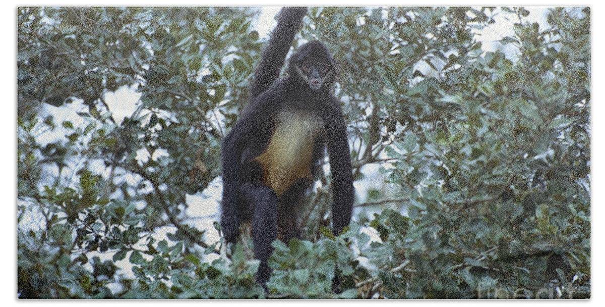 Outdoors Hand Towel featuring the photograph Spider Monkey #3 by Art Wolfe
