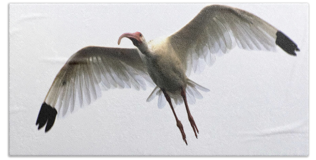 Nature Bath Towel featuring the photograph White Ibis #5 by Mark Newman