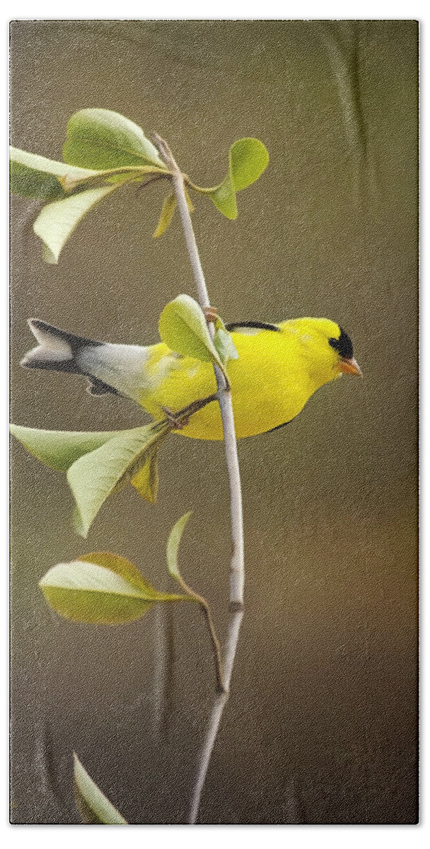 Goldfinch Hand Towel featuring the painting American Goldfinch by Christina Rollo