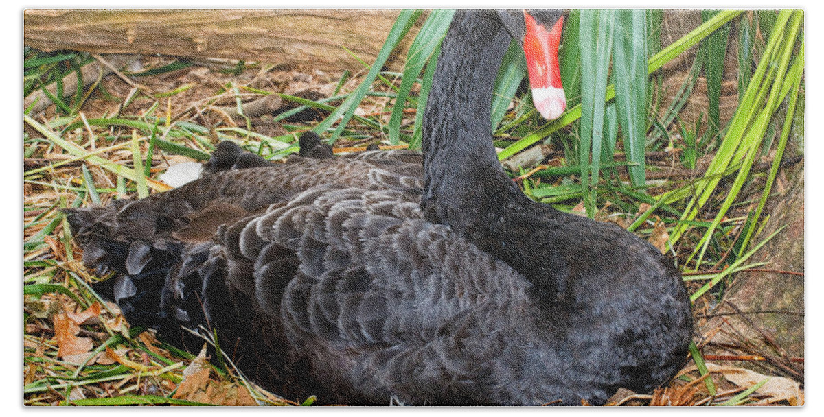 Nature Hand Towel featuring the photograph Black Swan At Nest #4 by Millard H. Sharp