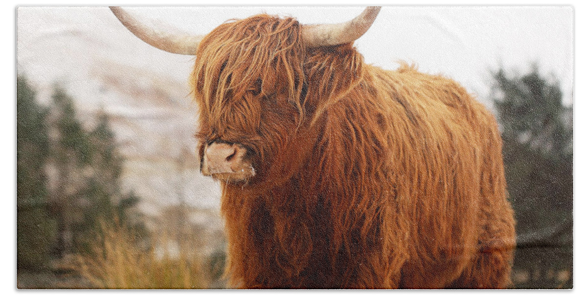 Highland Cattle Bath Towel featuring the photograph Highland Cow by Grant Glendinning
