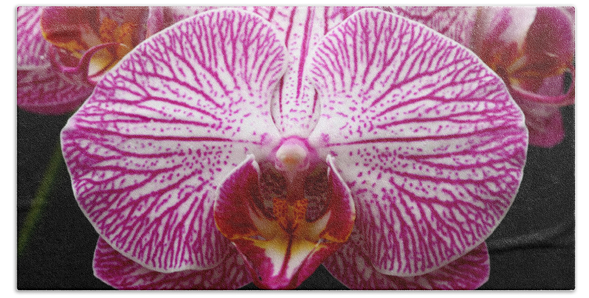 Orchids Hand Towel featuring the photograph Moth Orchid by James Brunker