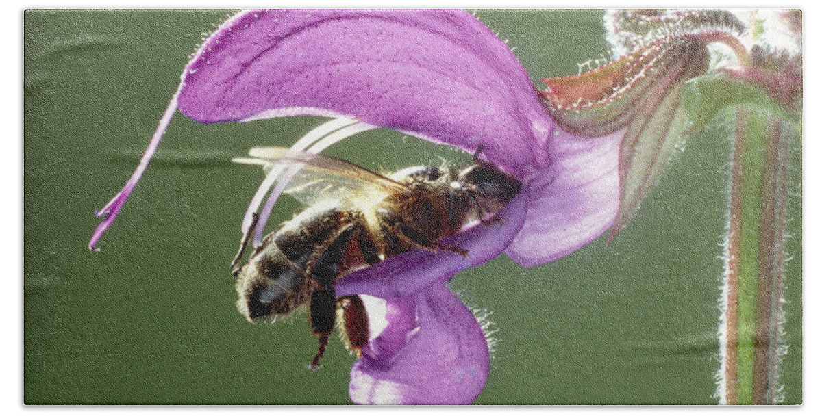 Animal Bath Towel featuring the photograph Pollination #4 by Perennou Nuridsany