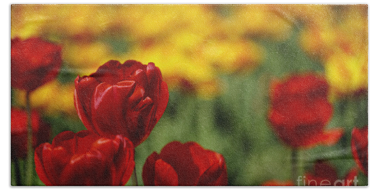 Tulip Hand Towel featuring the photograph Red and Yellow Tulips #4 by Nailia Schwarz