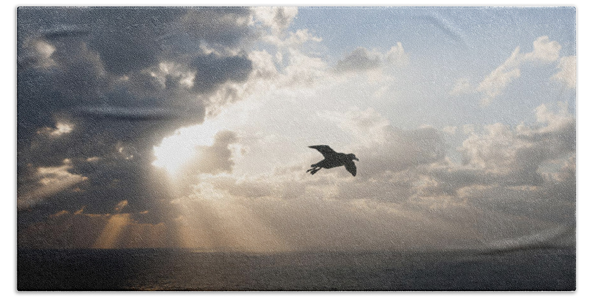 536908 Bath Towel featuring the photograph Short-tailed Albatross Flying Torishima #4 by Tui De Roy