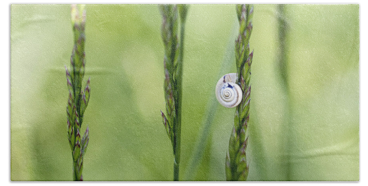 Snail Hand Towel featuring the photograph Snail on Grass by Nailia Schwarz