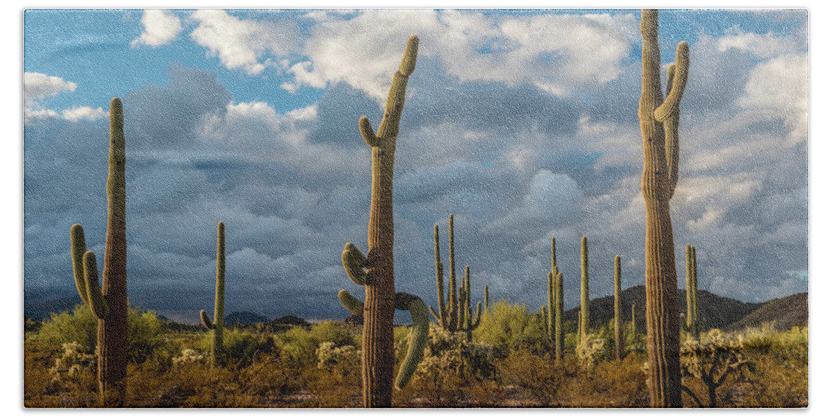 Photography Hand Towel featuring the photograph Various Cactus Plants In A Desert #4 by Panoramic Images
