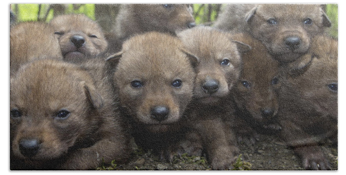 Suzi Eszterhas Bath Towel featuring the photograph 4 Week Old Wild Coyote Pups In Chicago by Suzi Eszterhas